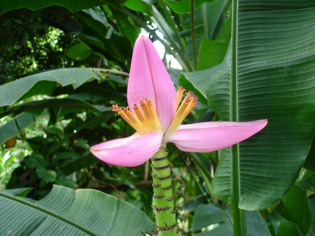 Fleur de bananier