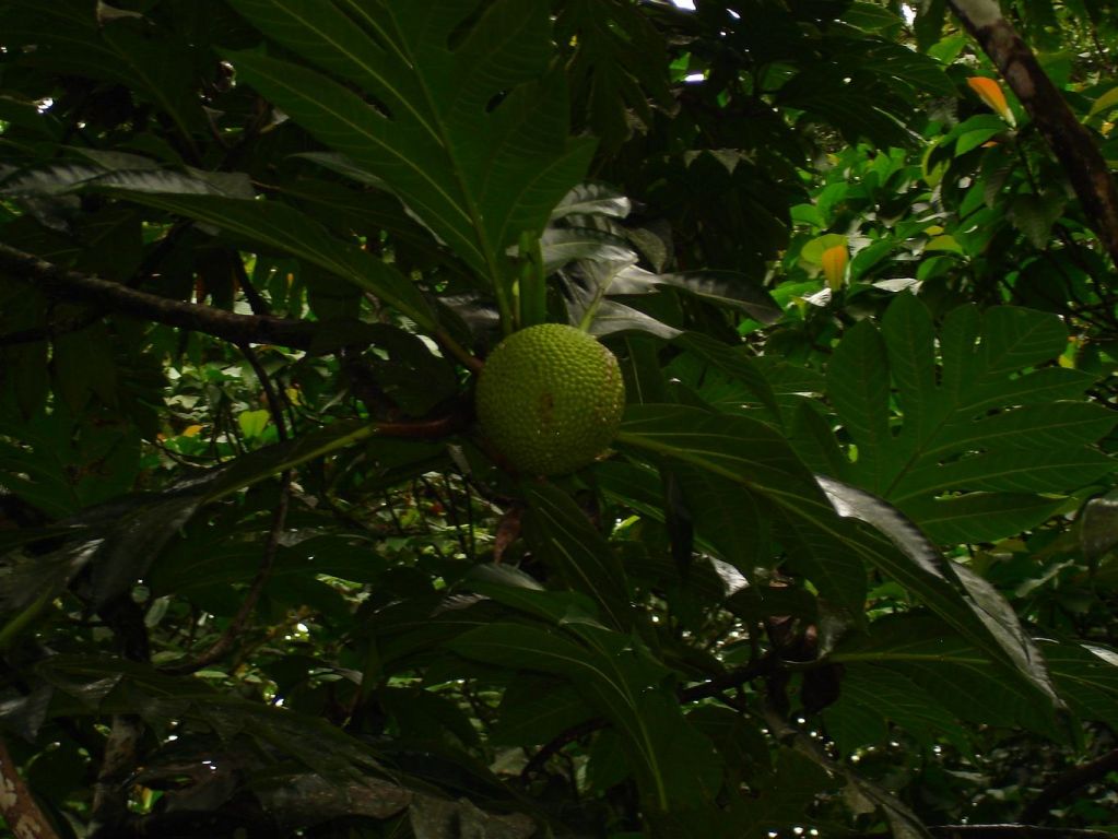 Arbre à pain