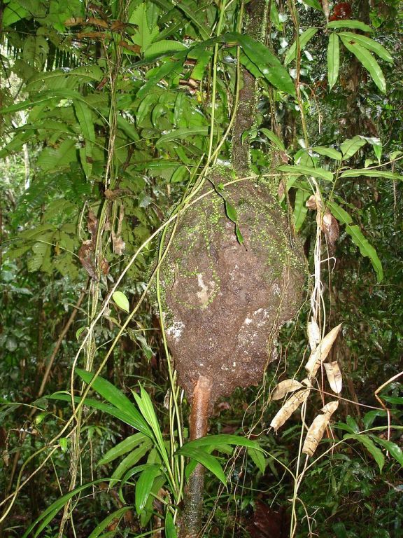 Nid à termites