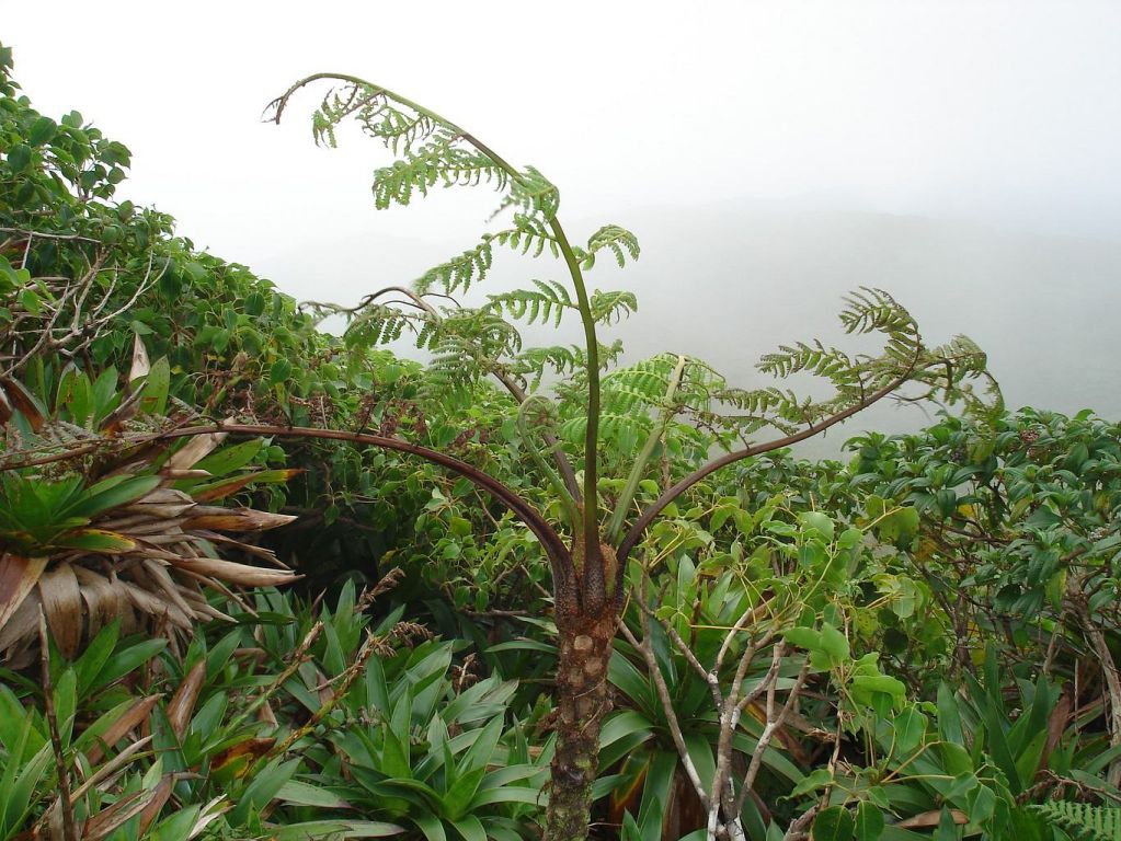 Fougere arborescente