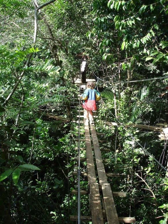 Sentier sur la canopée