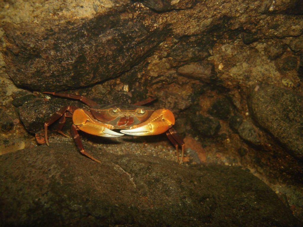 Crabe d'eau d'ouce