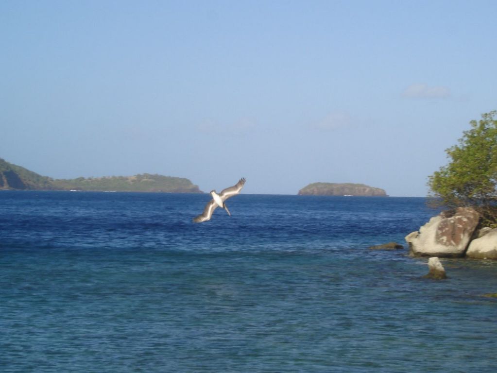 Pélican en plongeon