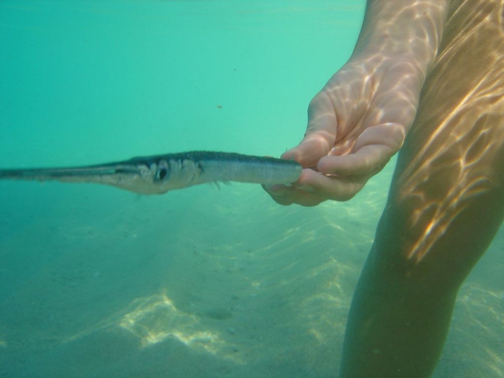 Poisson peu farouche